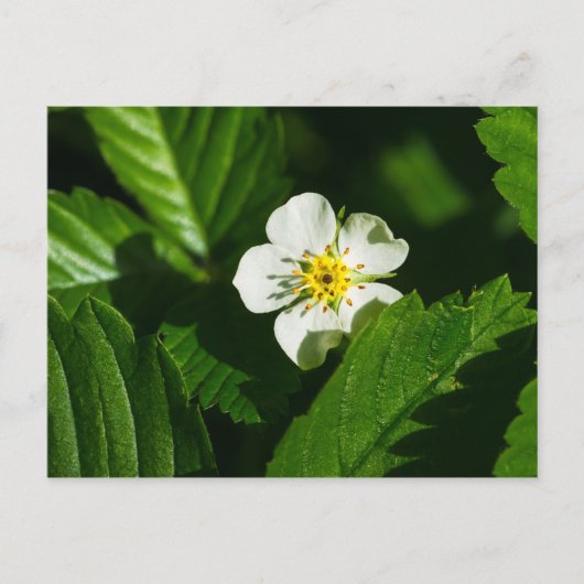 Wild Strawberry Blume Postkarte (Vorderseite)