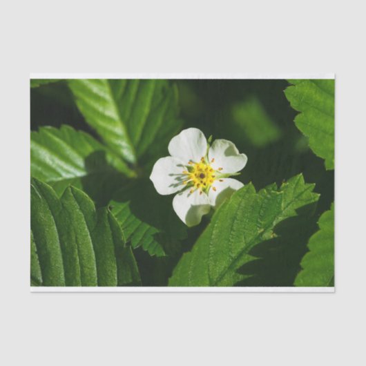 Wild Strawberry Blume Seidenpapier (Vorderseite)