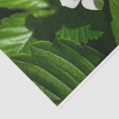 Wild Strawberry Blume Seidenpapier (Ausschnitt)