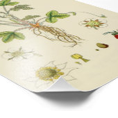 Wild Strawberry Pflanze Botany Fotodruck (Ecke)