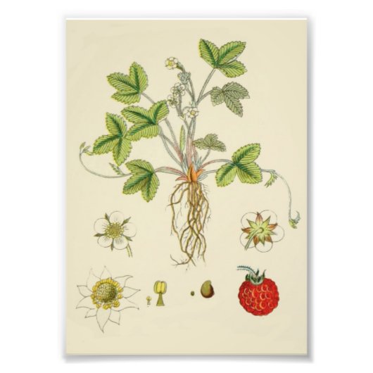 Wild Strawberry Pflanze Botany Fotodruck (Vorne)