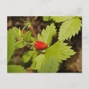 Wild Strawberry Postkarte