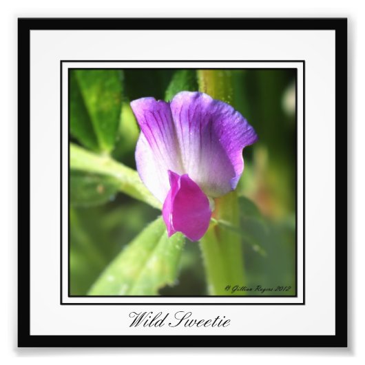 Wild Sweetie Fotodruck (Vorne)