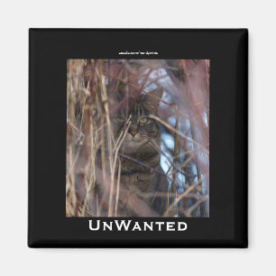 Wild Tabby Cat Demotivational Animal Magnet