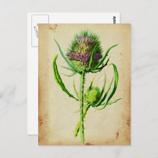 Wild Teasel - Dipsacus sylvestris Postkarte (Vorne/Hinten)