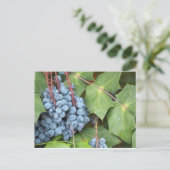 Wild Texas Grapes Postkarte (Stehend Vorderseite)