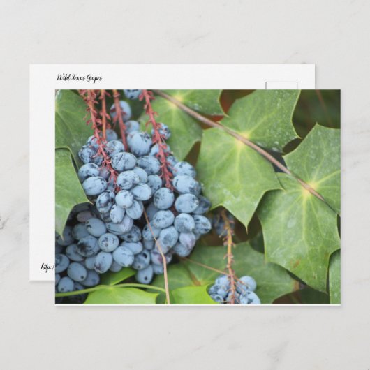 Wild Texas Grapes Postkarte (Vorne/Hinten)