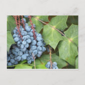 Wild Texas Grapes Postkarte (Vorderseite)