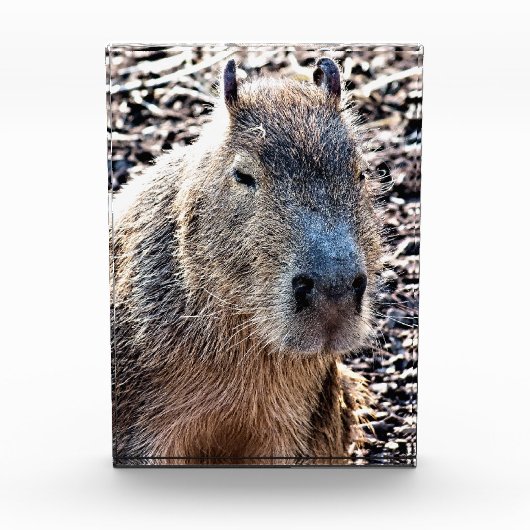 WILD TIERCAPYBARA FOTOBLOCK (Vorderseite)