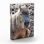 WILD TIERCAPYBARA FOTOBLOCK (Links)
