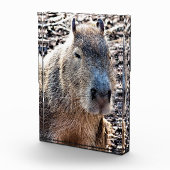 WILD TIERCAPYBARA FOTOBLOCK (Rechts)