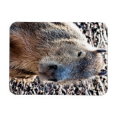 WILD TIERCAPYBARA MAGNET (Horizontal)