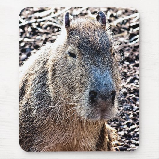 WILD TIERCAPYBARA MOUSEPAD (Vorne)