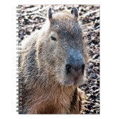 WILD TIERCAPYBARA NOTIZBLOCK (Vorderseite)