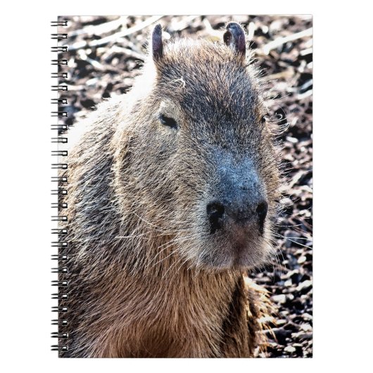WILD TIERCAPYBARA NOTIZBLOCK (Vorderseite)