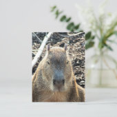 WILD TIERCAPYBARA POSTKARTE (Stehend Vorderseite)