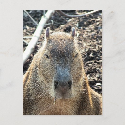 WILD TIERCAPYBARA POSTKARTE (Vorderseite)