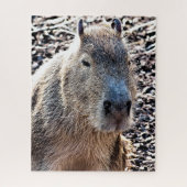 WILD TIERCAPYBARA PUZZLE (Vertikal)