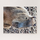 WILD TIERCAPYBARA PUZZLE (Horizontal)