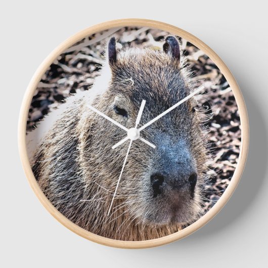 WILD TIERCAPYBARA UHR (Vorderseite)