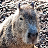 WILD TIERCAPYBARA UHR