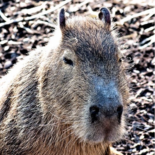 WILD TIERCAPYBARA UHR