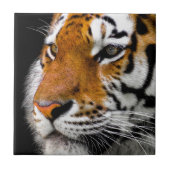 Wild Tiger Eyes Fliese (Vorderseite)