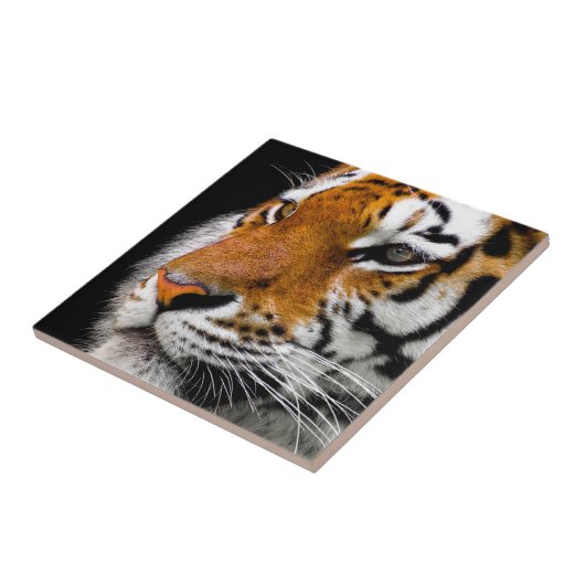 Wild Tiger Eyes Fliese (Seite)