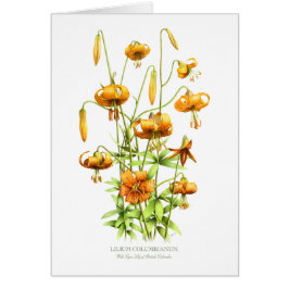 Wild Tiger Lilies