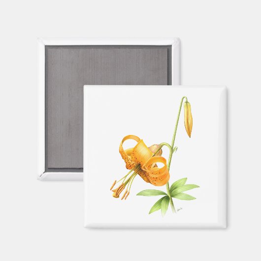 Wild Tiger Lily Magnet (Vorderseite/Rückseite)