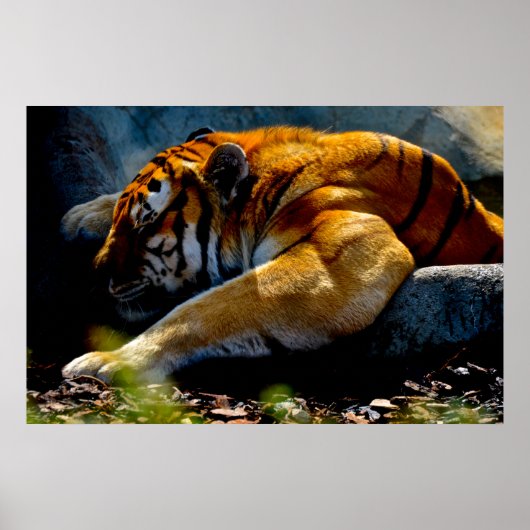 Wild Tiger Poster (Vorne)