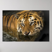 Wild Tiger Safari Jungle Artwork Foto Poster (Vorne)