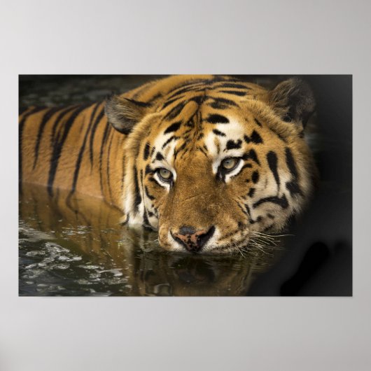 Wild Tiger Safari Jungle Artwork Foto Poster (Vorne)