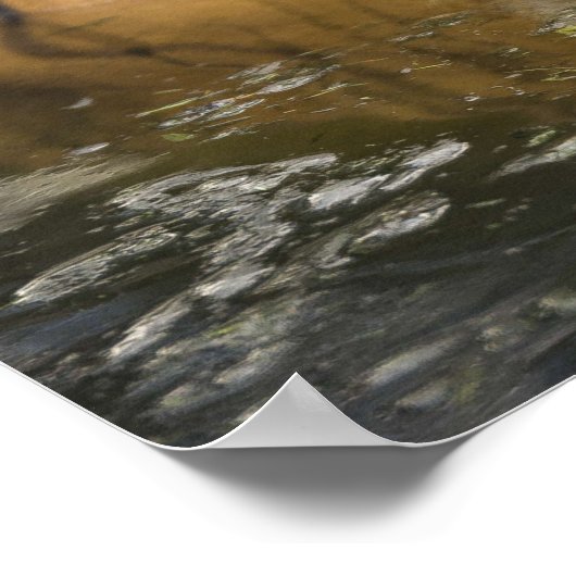 Wild Tiger Safari Jungle Artwork Foto Poster (Ecke)