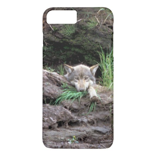 Wild Timber Wolf Cub in Den Case-Mate iPhone Hülle (Rückseite)