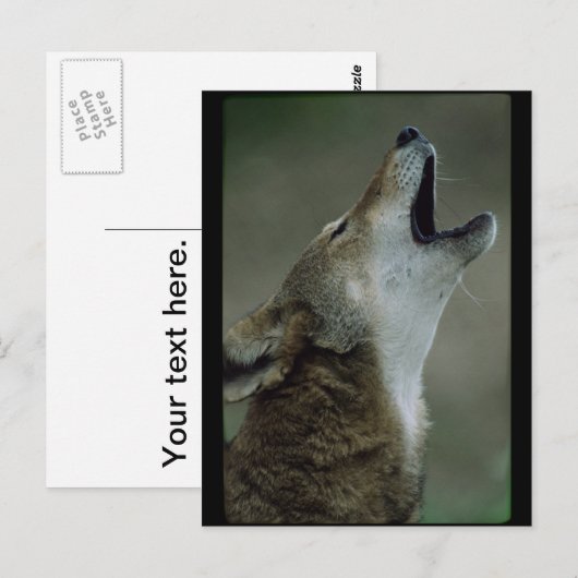 Wild Timber Wolf Howling Postkarte (Vorne/Hinten)