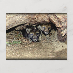 Wild Timber Wolf Twin Cubs in Den Postkarte