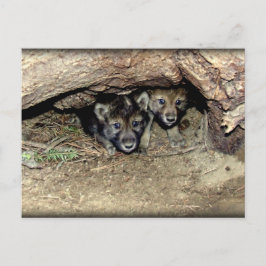 Wild Timber Wolf Twin Cubs in Den Postkarte