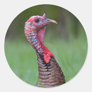 Wild Tom Runder Aufkleber