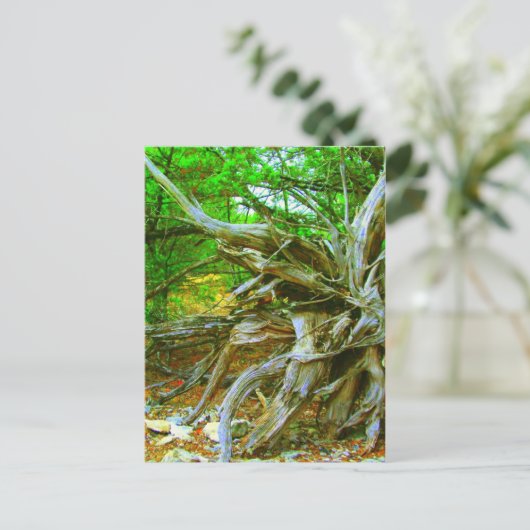 Wild Tree Postcard Postkarte (Stehend Vorderseite)