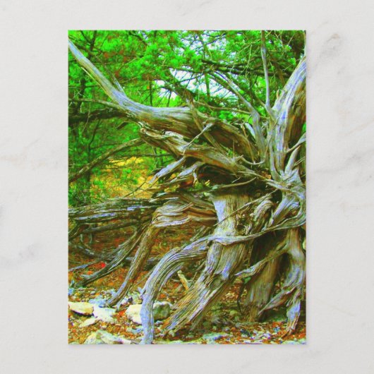 Wild Tree Postcard Postkarte (Vorderseite)