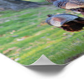 Wild Trukeys Poster (Ecke)