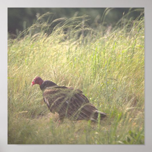 Wild Truthahn-Foto-Poster Poster (Vorne)