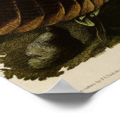 Wild Turkey_Audubon_Poster Poster (Ecke)