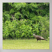 Wild Turkey Bird Poster (Vorne)