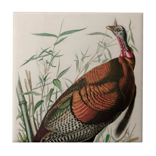 Wild Turkey Birds of America Audubon Print Fliese (Vorderseite)