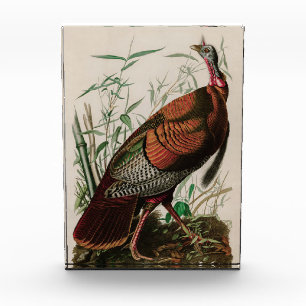 Wild Turkey Birds of America Audubon Print Fotoblock