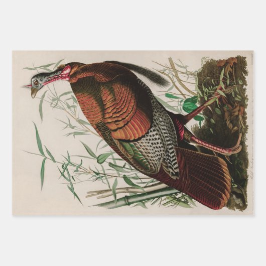 Wild Turkey Birds of America Audubon Print Geschenkpapier Set (Vorderseite)