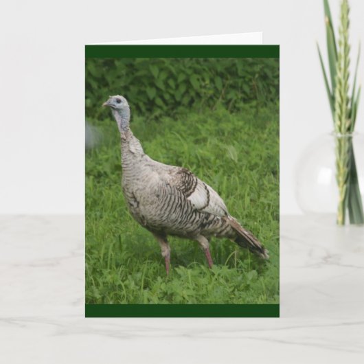 Wild Turkey Card Karte (Vorderseite)