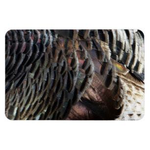Wild Turkey Feathers I Abstract Nature Design Magnet